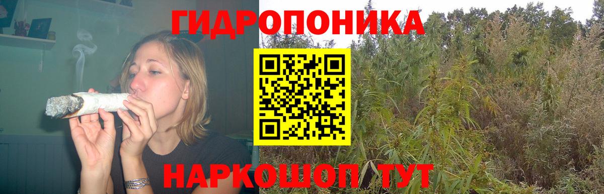 Бошки Шишки планчик Назрань